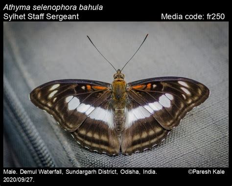 Athyma selenophora (Kollar, [1844]) - Staff Sergeant | Butterfly