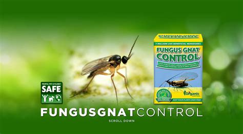 Fungus Gnat Control - Organic Control, Inc.