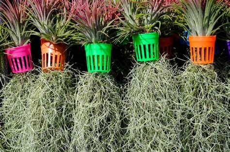 How To Care For Spanish Moss aka Tillandsia Usneoides