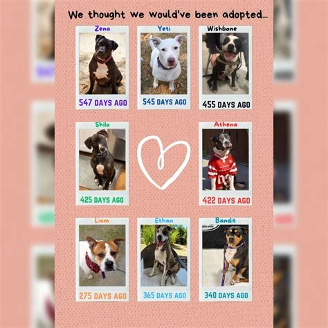 Better World Rescue: Adoption Fair, PetSmart (Tracy, CA), 16 March 2024 ...