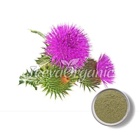 Bulk Organic Blessed Thistle Powder Supplier