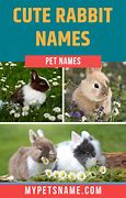 Image result for Female Rabbit Names