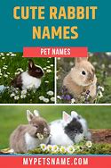 Image result for Baby Bunny Names