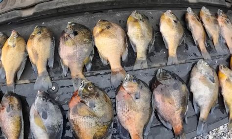 Image result for Clean and Cook Bluegill