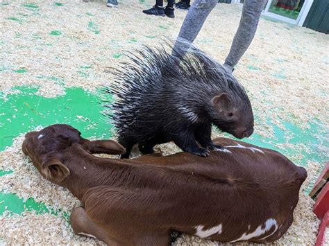 Debbie Dolittle's Indoor Petting Zoo | Indoor Arcade