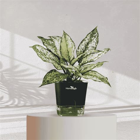 Aglaonema Snow White With Self Watering Pot | Homebagh