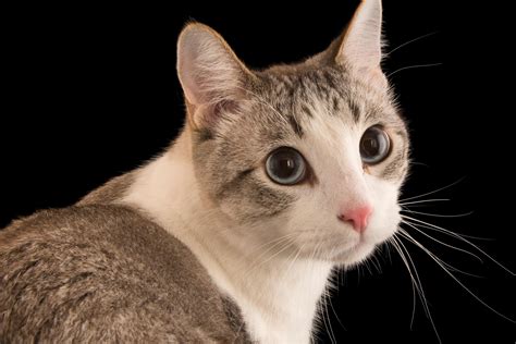 How to keep my cat off the counter - The Pet Mode