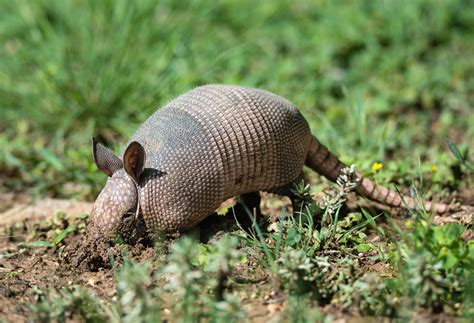 Do Armadillos lay eggs? - defendersblog