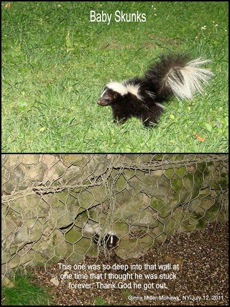 Photography By Ginny: July 12th-13th Critters-Skunks-Foxes-Doe-Fawn - baby fox or skunk