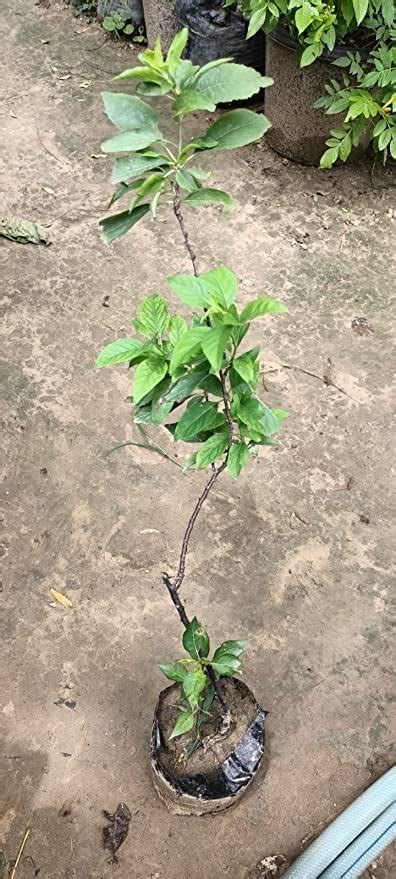 Cloud Farm Exotic Live Grafted Plum (Aalu bukhara/Aloo bukhara ...