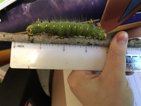 Imperial Moth Caterpillar The Imperial Moth (Eacles... Beech Hollow