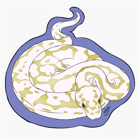 Paint Ball Python 的图像结果