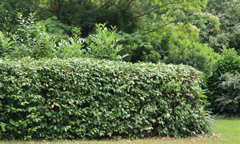 Skip Laurel vs. Cherry Laurel: Is There a Difference? - A-Z Animals