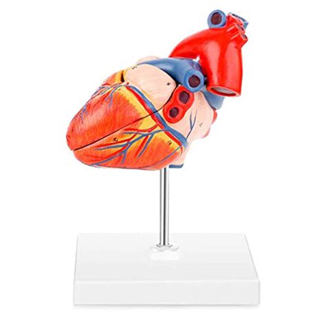 Buy Scientific Heart Model, 2-Part Deluxe Life Size Human Heart Replica ...