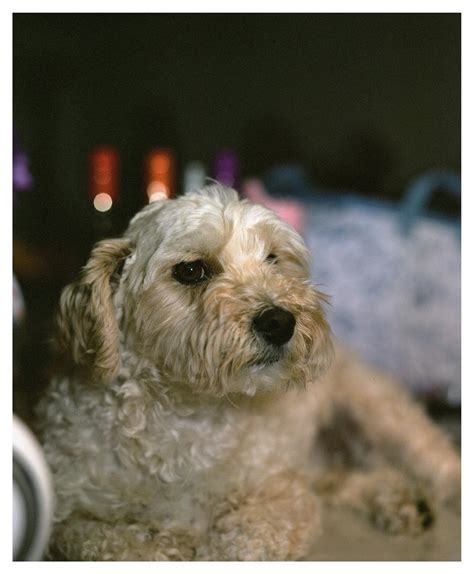 Image result for Lab Scan Add