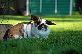 Image result for Lop Bunny Names