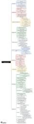 Mind Map: Arboviruses, Picornaviruses and Rabies Virus - Microbiology ...
