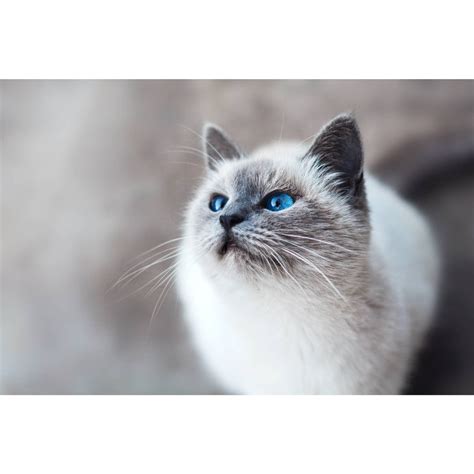 HOW TO GROOM RAGDOLL CATS? – ABK grooming