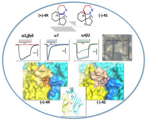 The Cyclic Imine Core Common to the Marine Macrocyclic Toxins Is ...