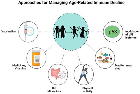 Immunosenescence: Aging and Immune System Decline