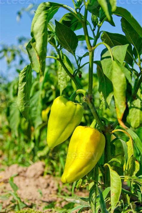 Sweet pepper plant 21128793 Stock Photo at Vecteezy