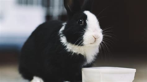 Are Rabbits Rodents? The Facts on Rabbit Classification - Everbreed