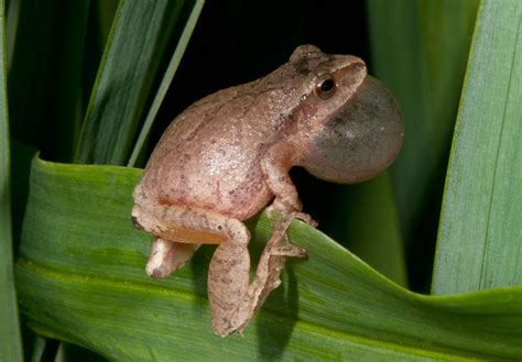 Image result for Spring Peeper Frog Habitat