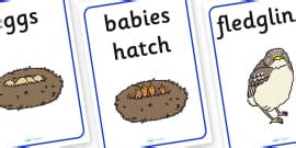 Blue Tit Life Cycle Workbook (teacher made) - Twinkl