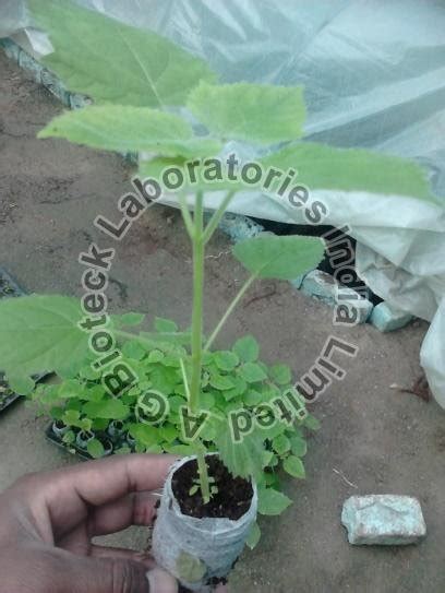 Paulownia Tissue Culture Plants Manufacturer, Supplier from Hyderabad