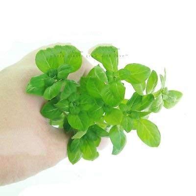 Buy 1 Ludwigia Palustris Green Bunch Repens Live Aquarium Aquatic s ...