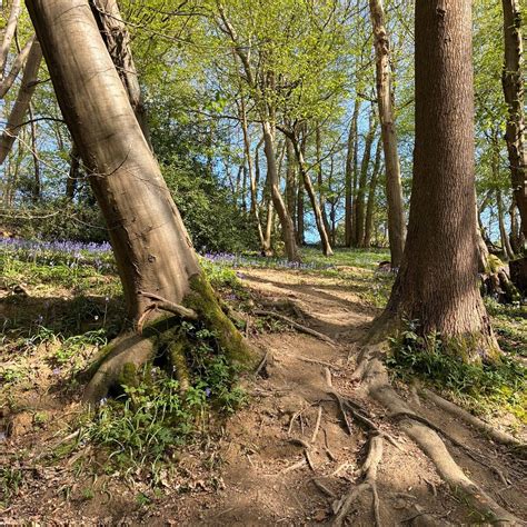 BLUEBELL COPPICE PARK CAMPING AND GLAMPING RESORT (Battle) - Campground ...