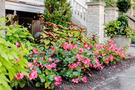 Top 10 Shade-Loving Plants For Northern Gardens | Storables