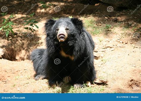 Indian Sloth Bear stock photo. Image of captive, black - 6729838