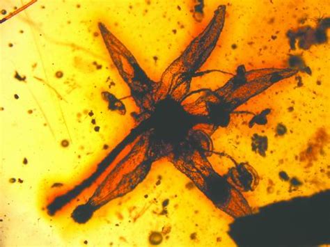 一亿年前"神秘花":为被子植物在白垩纪出现提供证据|王鑫|植物|被子_新浪科技_新浪网
