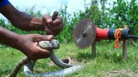 How to Make a Snake Trap Easy 的图像结果