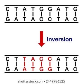 Image result for Inversion DNA