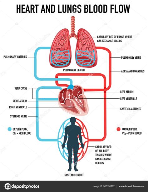Diagram Showing Heart Lungs Blood Flow Illustration Stock Vector by ...