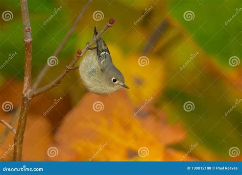 Ruby-crowned Kinglet - Regulus Calendula Stock Photo - Image of north, birds: 130812108