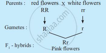 Image result for Incomplete Dominance Cross Example