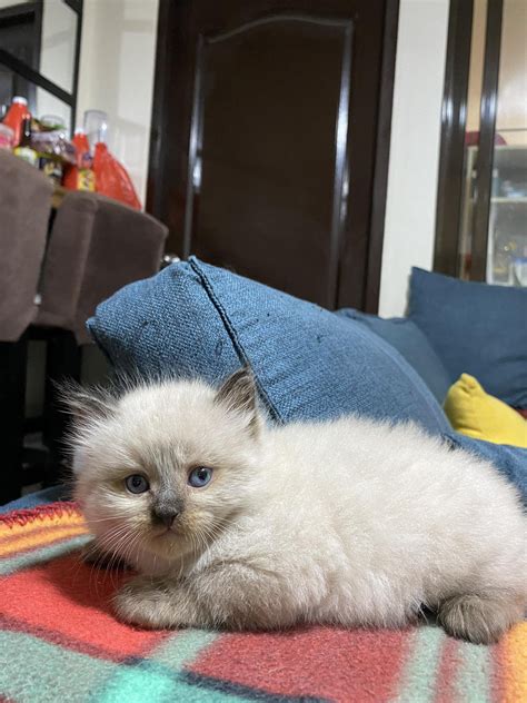 Persian x Siamese x Himalayan Kitten - Pet Finder Philippines - Buy and ...