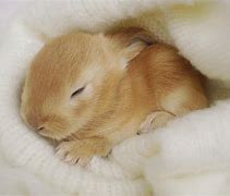 Image result for bunnies sleeping