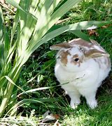 Image result for Scary Rabbit