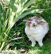 Image result for Rabbit in Winter