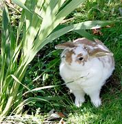 Image result for Cute Fluffy Pet Bunny