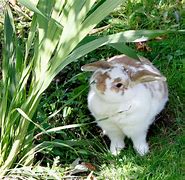 Image result for Rabbit Fun