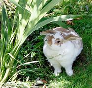 Image result for Russian Rabbit