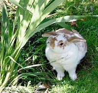 Image result for White Rabbit Pic