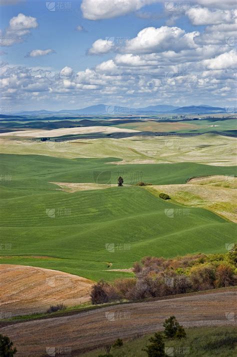 华盛顿州 帕卢斯 的图像结果