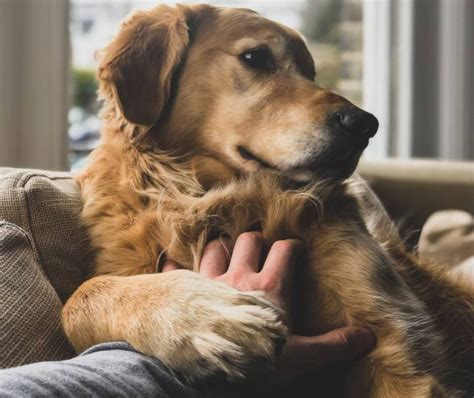 When Your Dog Puts a Paw on You, This Is What They're Trying to Say