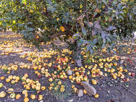 Apple Picking in Oak Glen, California - Chat with Cat